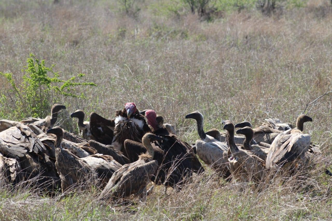 Top Accessories for the Ultimate Off-Road Adventure to Kruger National Park