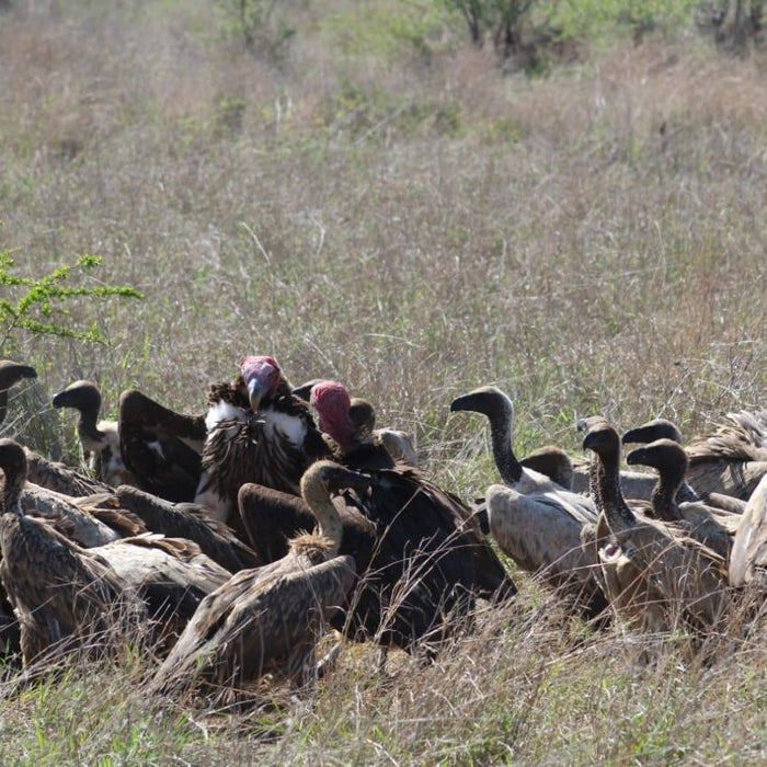 Top Accessories for the Ultimate Off-Road Adventure to Kruger National Park